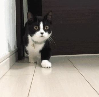 猫可以萌到什么程度?