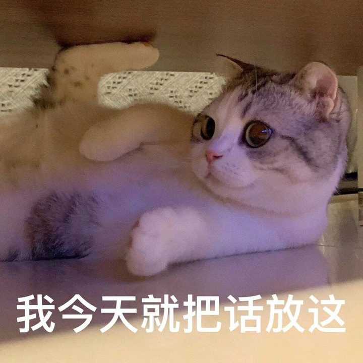 有哪些可爱到哭泣的猫咪图片或者表情包?