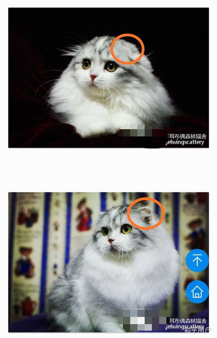 花花与三猫catlive的李白是什么品种啊,好喜欢这种呆比气质哈哈哈?