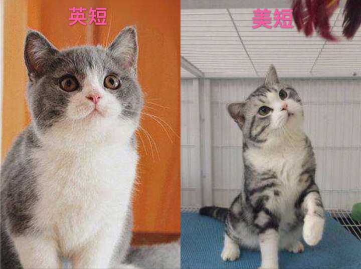 纠结于养美短还是英短?