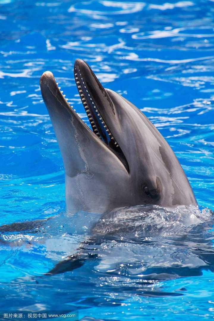 为什么海豚是食肉动物,却很少袭击人类?
