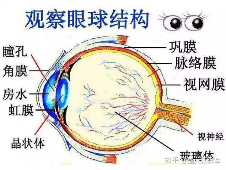 人眼球的结构都包括哪些?分别是什么作用?