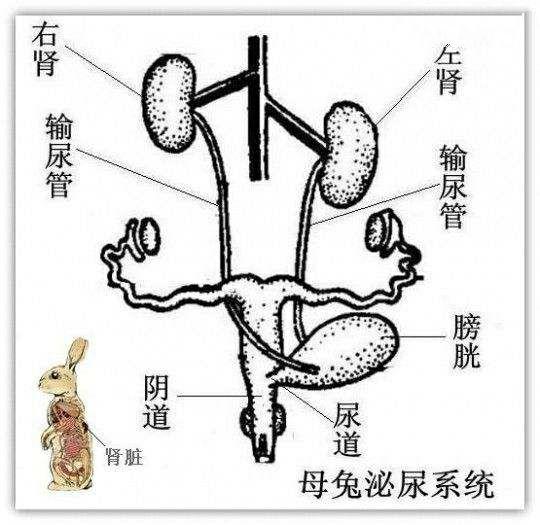 为什么大部分动物的生殖系统跟排泄系统靠得那么近?