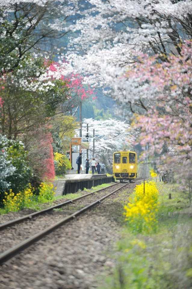 日本, 奈良吉野,被30,000棵樱花树覆盖的山,美如仙境