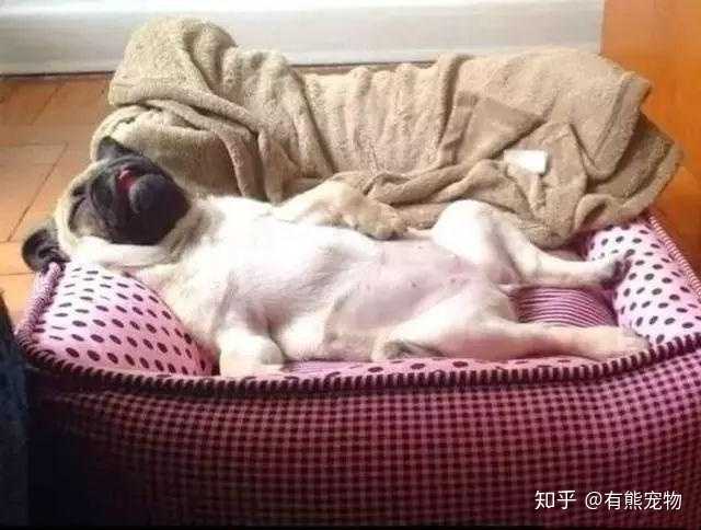 你家狗狗都是这个姿势睡觉的吗?