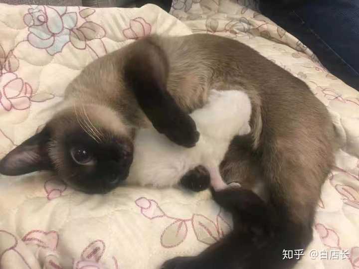暹罗猫是如何交配的?