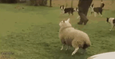 你见过最搞笑的 gif 图是什么?