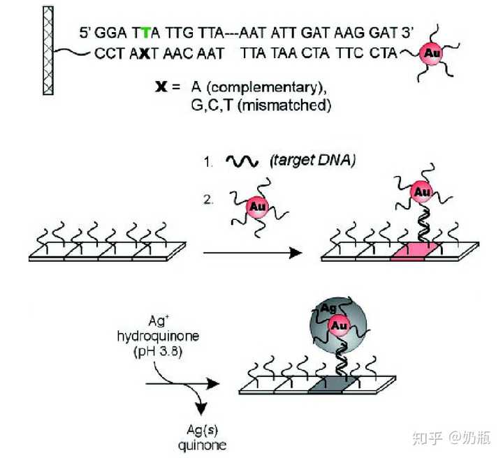 新型冠状病毒核酸检测的原理是什么?