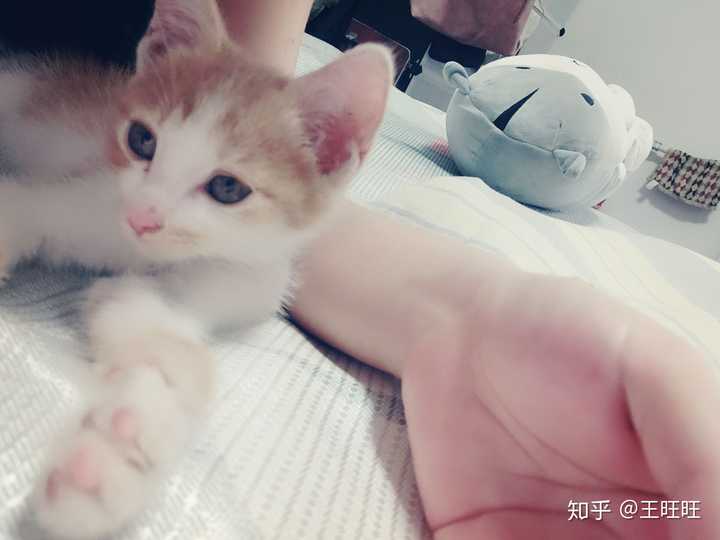 养六个月以下的小奶猫是怎样的体验?