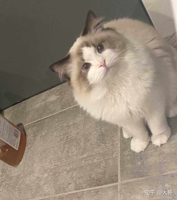 有哪些值得分享的布偶猫照片?