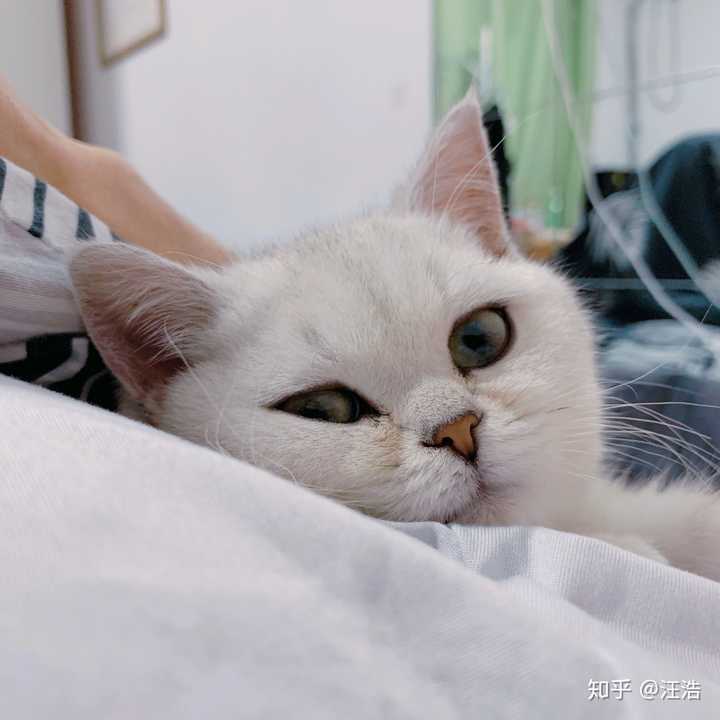 一只猫能可爱到什么程度?