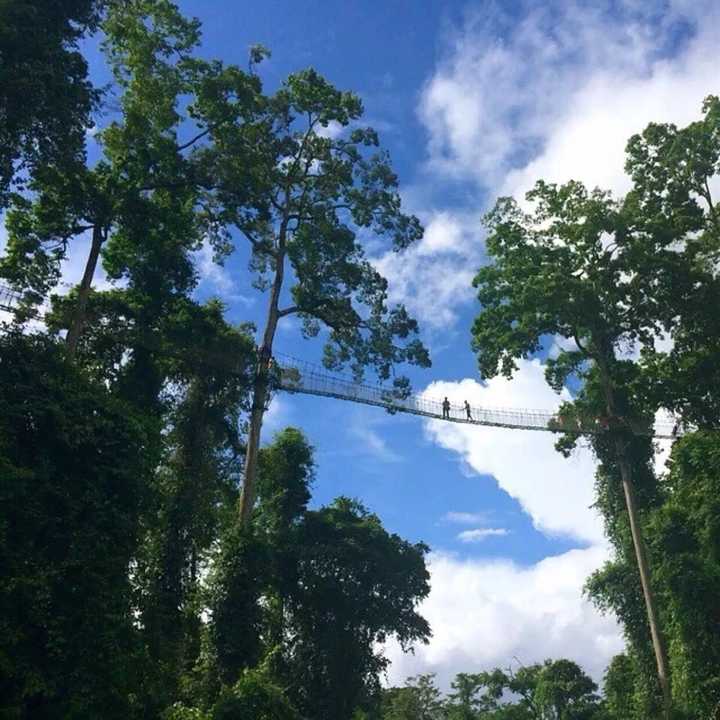 是在西双版纳热带雨林森林公园,那里有个望天树的景点.