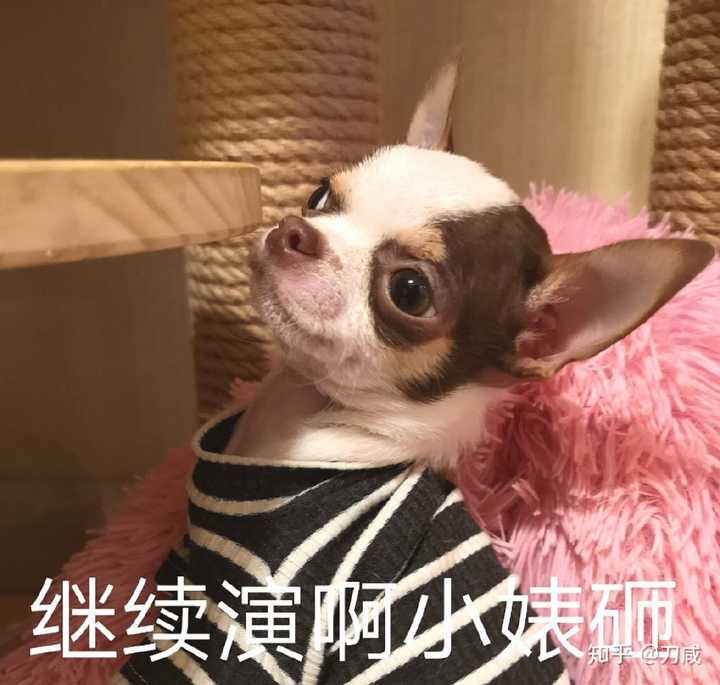 吉娃娃的表情包好沙雕啊,能不能分享一些?