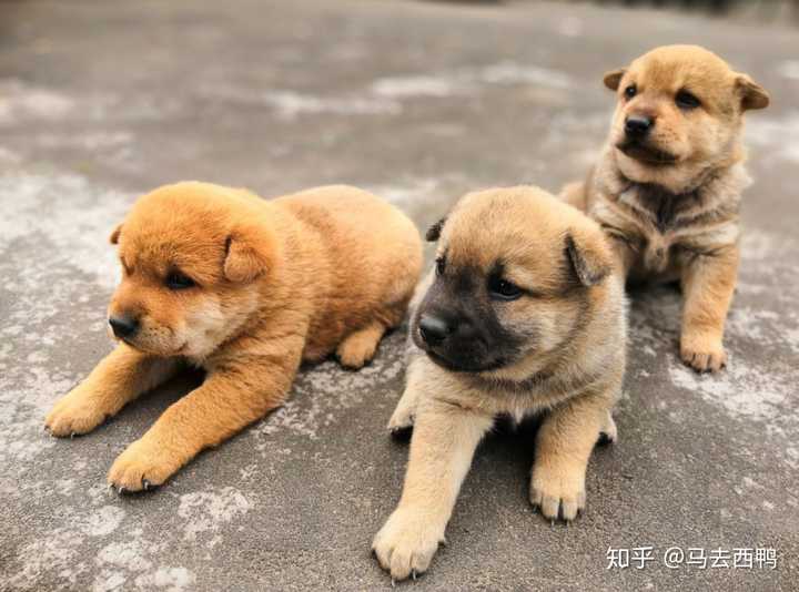 两周大的时候,小黄和小灰,从2楼摔到了一楼,以为要活不成了,心疼死了