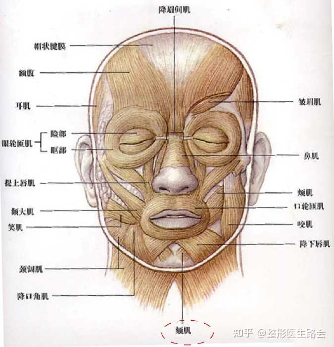 整形医生路会 的想法: 下巴短小,后缩,一针颏肌放松