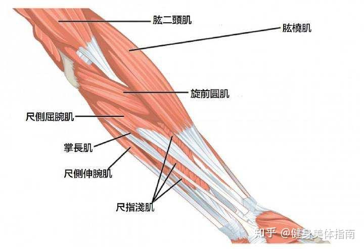 前臂肌肉图解