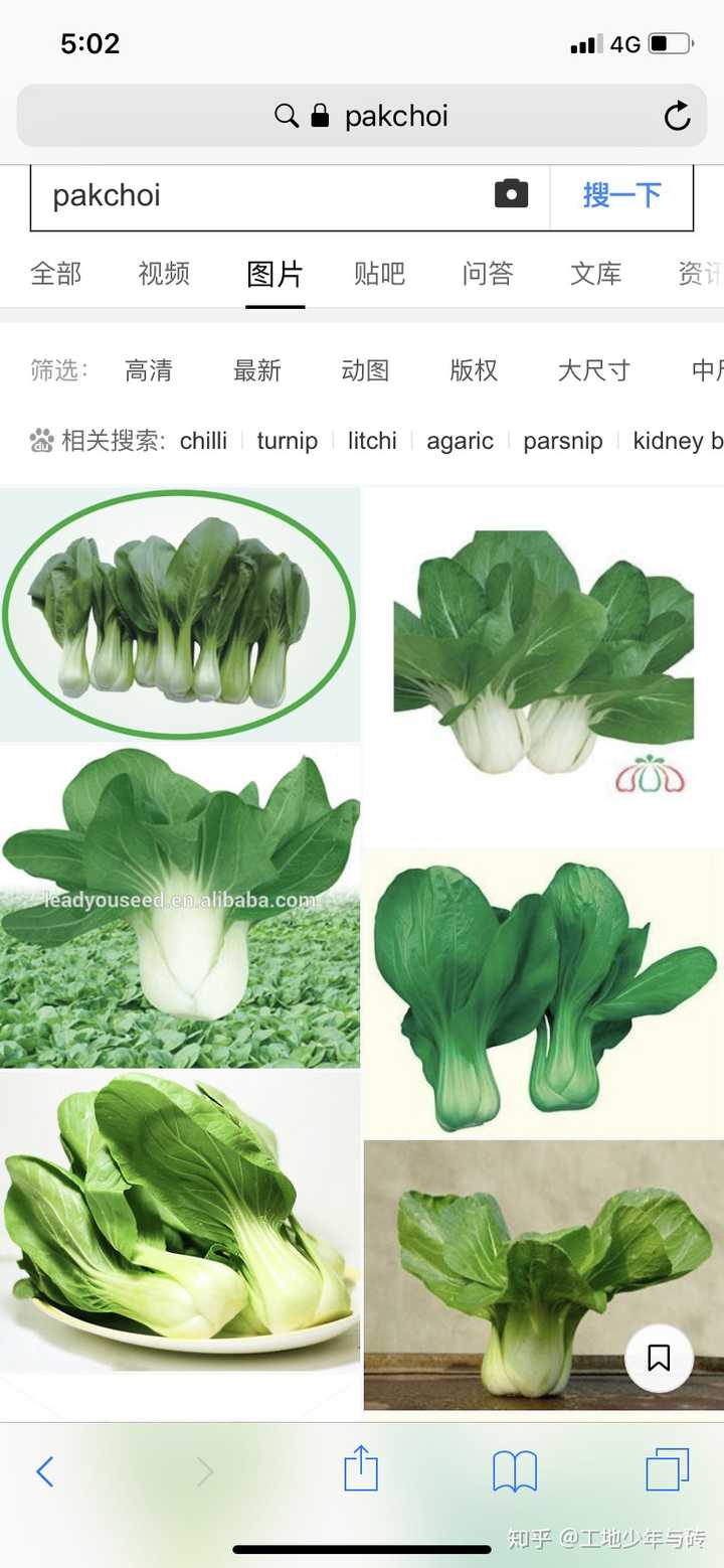 英文是pakchoi  然后搜一下这个词,来源粤语 白菜的发音