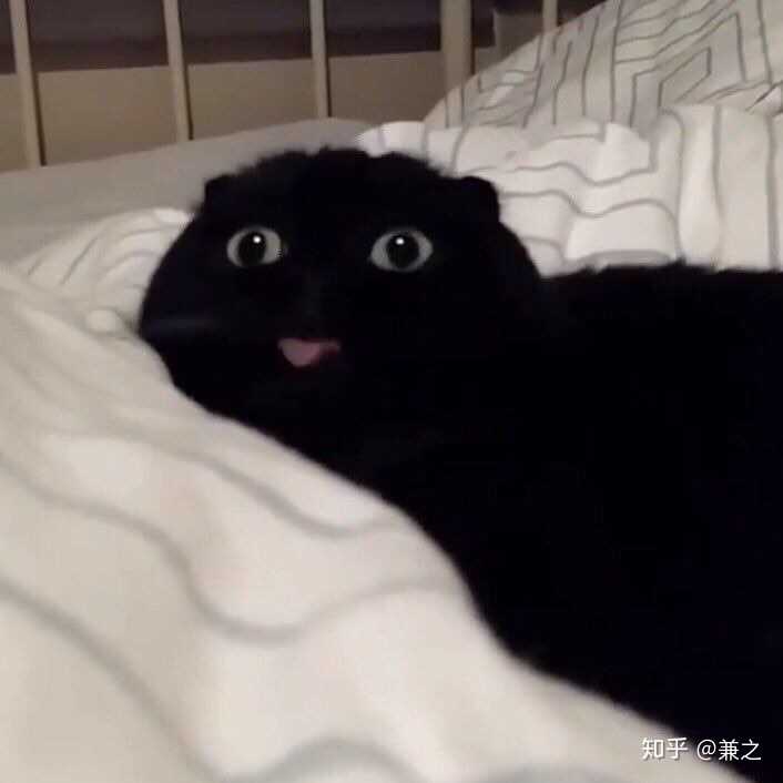 有没有比较可爱又有点搞笑的动物头像?最好是猫?
