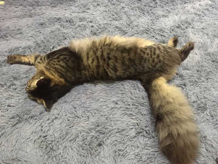 你家的猫做过哪些不可思议的事?