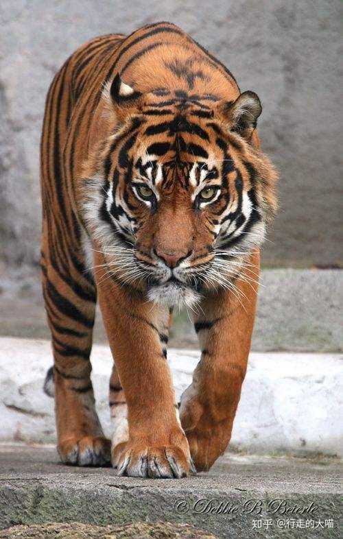 马来亚虎  malayan tiger