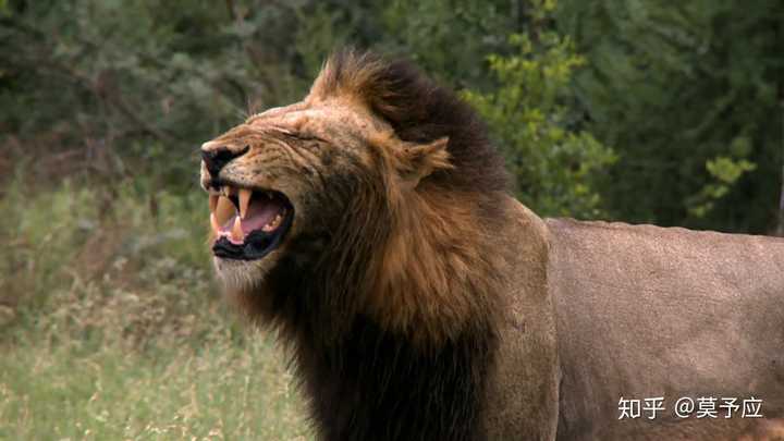 《狮子王》的木法沙和辛巴的统治真的比刀疤好吗?