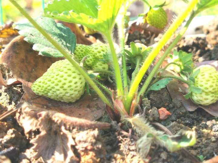 草莓什么季节种最好?