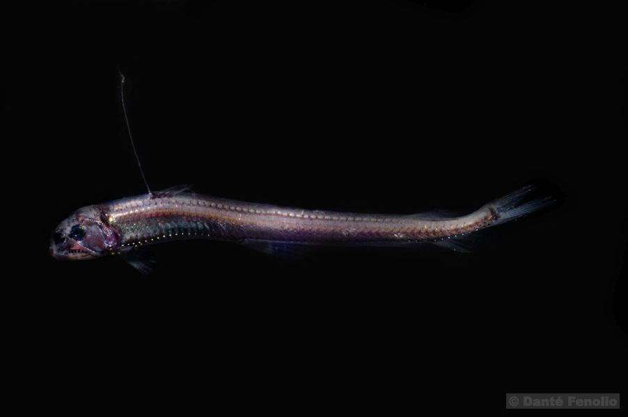 巨口鳗-500至-3000米 eurypharynx pelecanoides,宽咽鱼科.