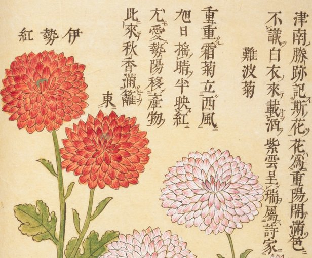 为什么樱花是日本的象征,日本皇室的家徽却是菊花?