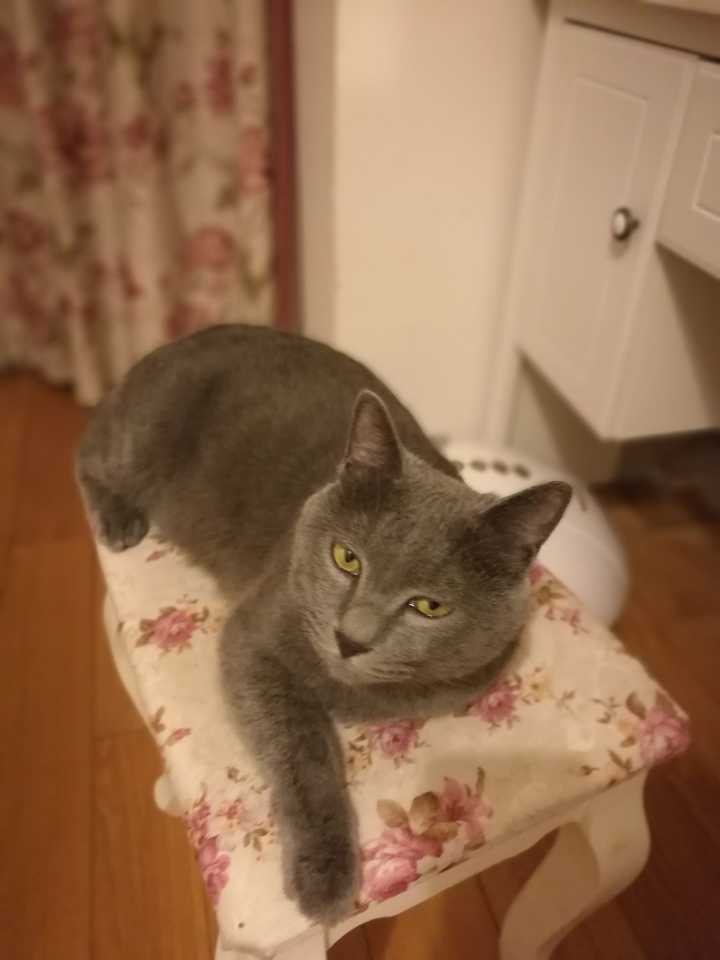 我家尖嘴猴腮的蓝猫,是不是再也没有发腮的可能了?