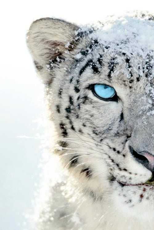 雪豹蓝眼睛是肥肠美的