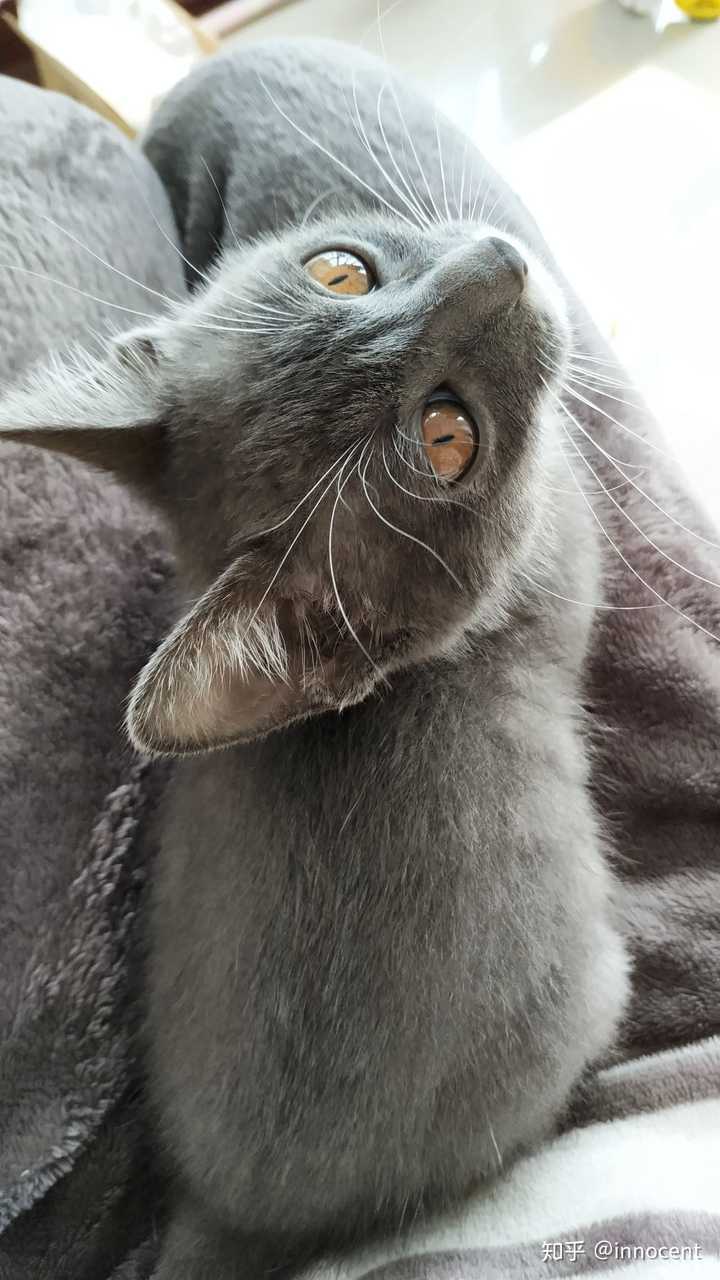 中华田园猫的颜值有多高?