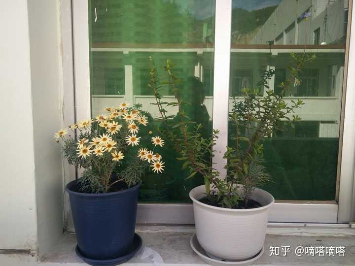 玛格丽特花怎么修剪呀