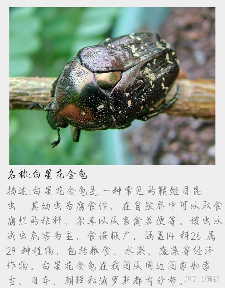 这个是什么昆虫 查了半天也找不到?