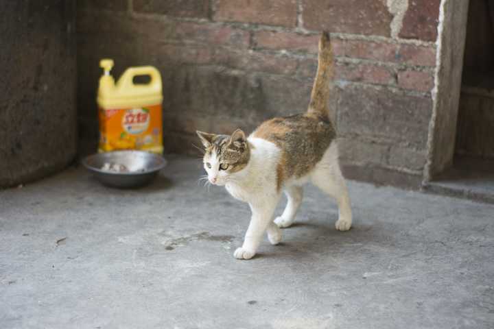 为什么越来越多的人相信猫吃人吃的东西就会死?