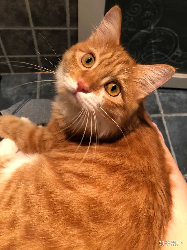 宠物店的橘猫多少钱一只?