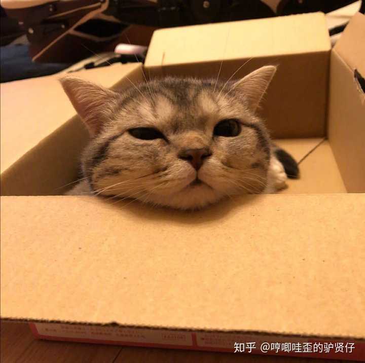有没有比较可爱又有点搞笑的动物头像?最好是猫?