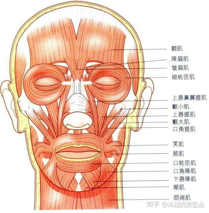 人类面部有很多"表情肌",多在口裂和眼裂的周围,如额肌,眼轮匝肌,口