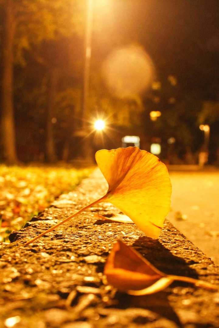 昨晚路过银杏树下,就着路灯的光,拍下这片叶子,姑苏的深秋就要到了.