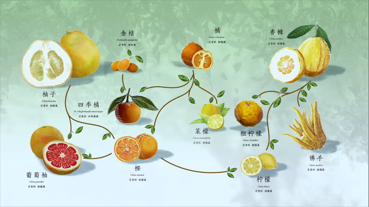 我是因为这张图入坑的~柑橘家族的伦理大戏