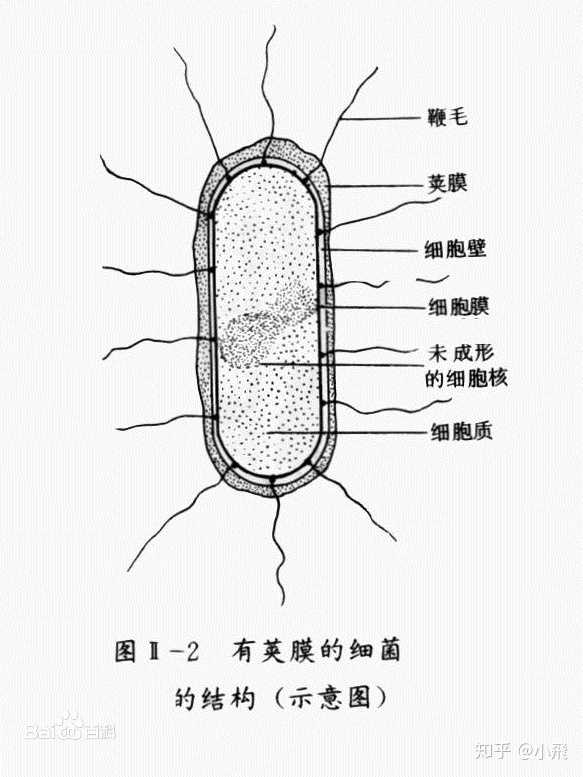 图源:百度百科-荚膜