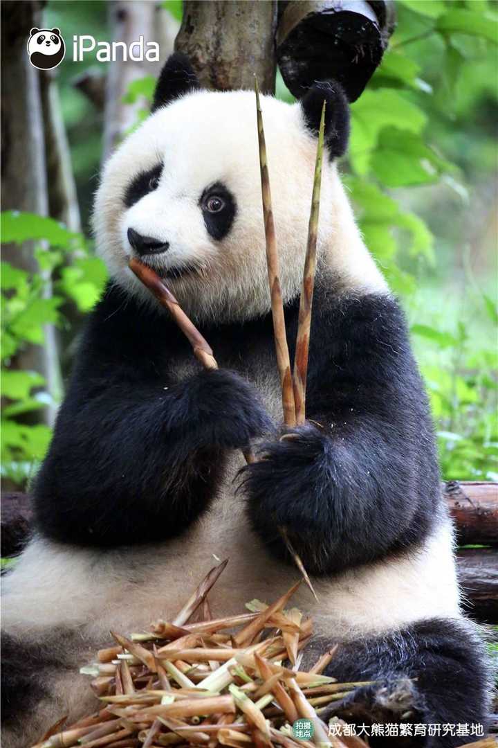 你有哪些收藏来反复看的大熊猫 (giant panda) 的图片