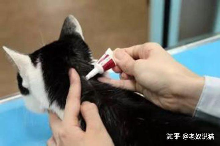 怎么给猫咪做内外驱虫,多久驱一次,用什么药?