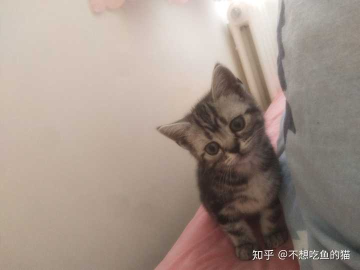 这个是狸花猫吗?怎么不像美短?