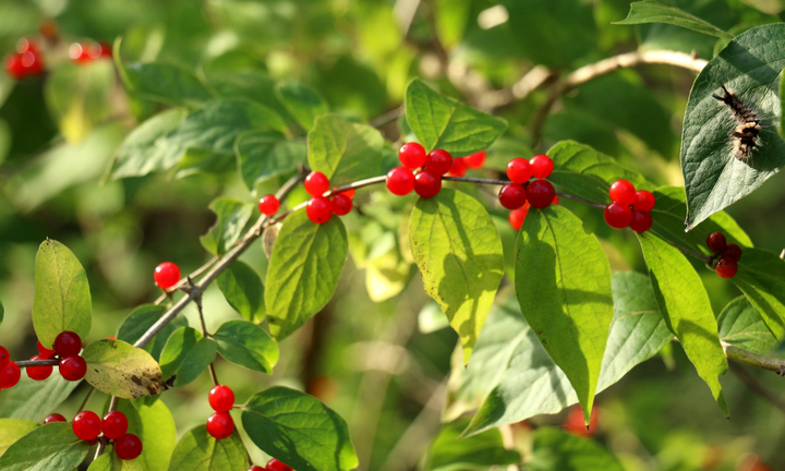 金银木(金银忍冬)  lonicera maackii,一个冬天都在掉果子,烦死了.