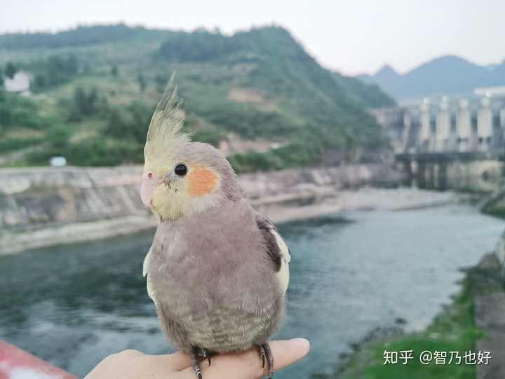 玄凤黏人吗想买只小的从小养听说玄凤很干净而且贼黏人但不知道真的假
