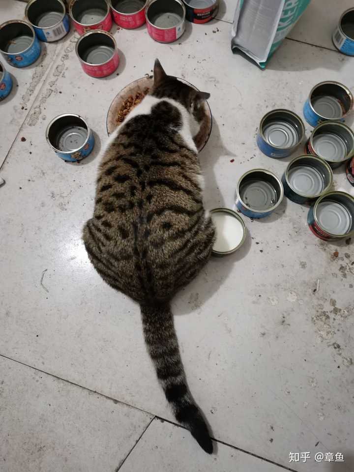 狸花猫可以漂亮到什么程度