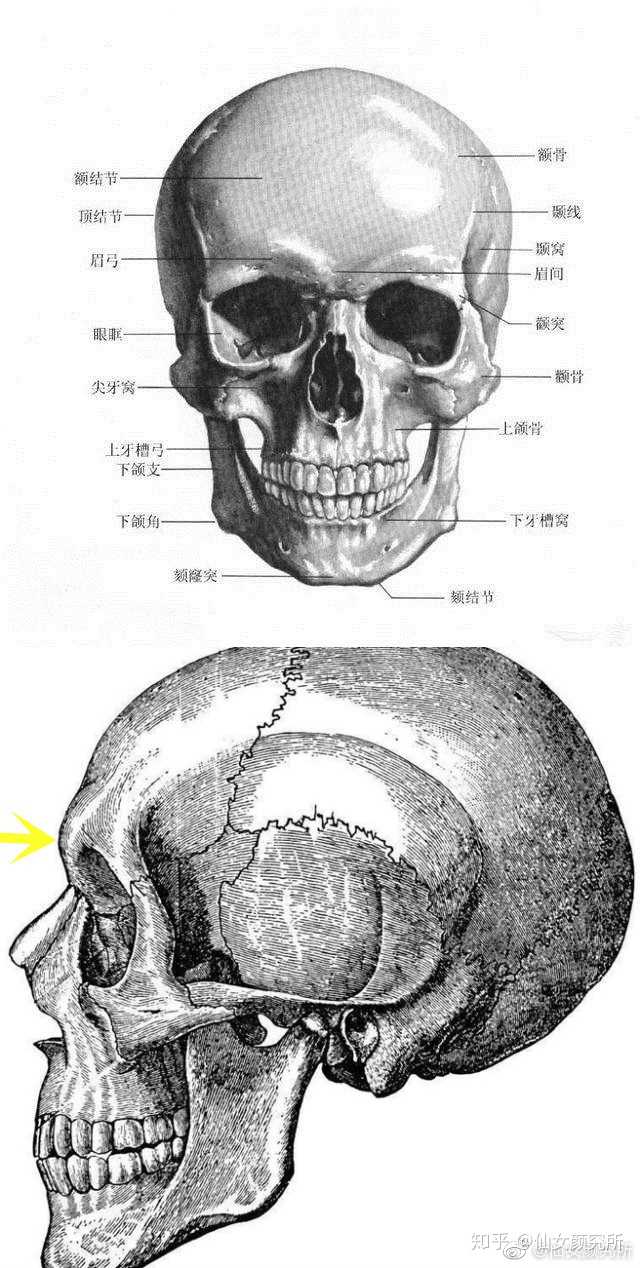 眉骨高低,气质也有所差别,参照袁泉,迪丽热巴