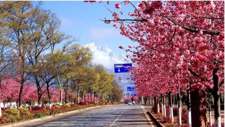 丽江的樱花大道,背景就是玉龙雪山,超美哒