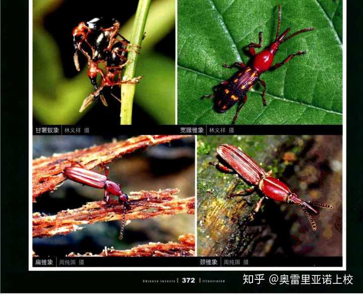 应该是甘薯蚁象吧,我也不太确定,你自己照着图片看一下 .