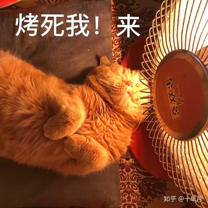 我可以看看你们家的橘猫吗?